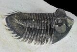 Coltraneia Trilobite Fossil - Huge Faceted Eyes #165852-5